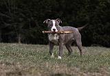 AMSTAFF ADULT 389